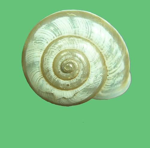 Vagrant Scrubsnail