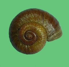 Poteria