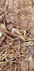Scolopendra clavipes