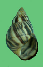 Orthalicus undatus image