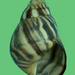 Orthalicus undatus jamaicensis - Photo (c) pliffgrieff,  זכויות יוצרים חלקיות (CC BY-NC-SA), הועלה על ידי pliffgrieff
