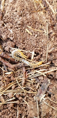 Scolopendra clavipes