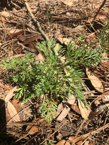 Eupatorium compositifolium image
