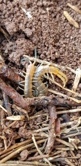 Scolopendra clavipes