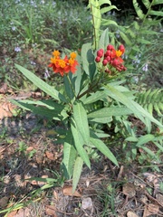 Asclepias curassavica image