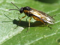 Athalia cordata