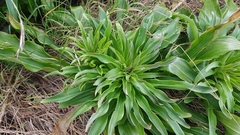 Lilium candidum