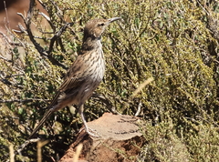 Certhilauda subcoronata