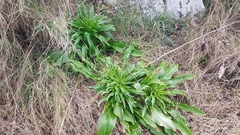 Lilium candidum