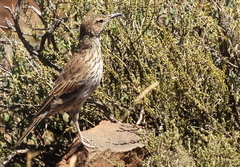Certhilauda subcoronata