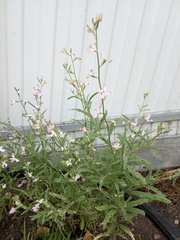 Matthiola longipetala