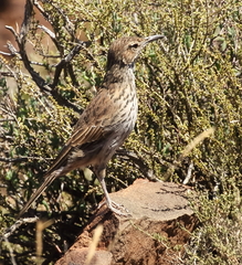 Certhilauda subcoronata