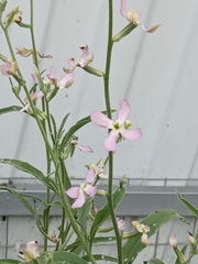 Matthiola longipetala