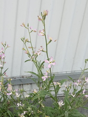 Matthiola longipetala
