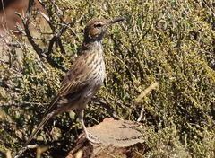 Certhilauda subcoronata