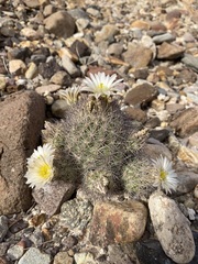 Echinomastus warnockii