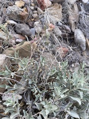 Atriplex acanthocarpa