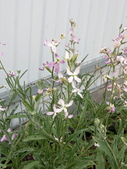 Matthiola longipetala
