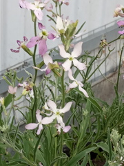 Matthiola longipetala