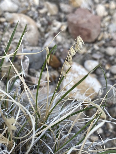 False Grama (Bouteloua erecta)