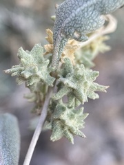 Atriplex acanthocarpa