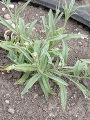 Matthiola longipetala