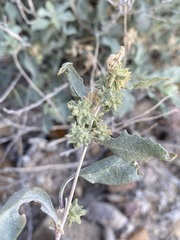 Atriplex acanthocarpa