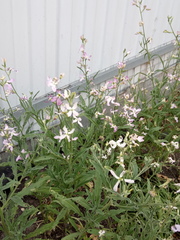 Matthiola longipetala