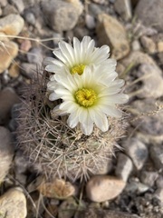 Echinomastus warnockii