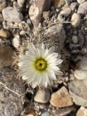 Echinomastus warnockii