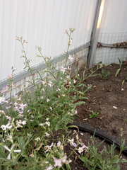 Matthiola longipetala