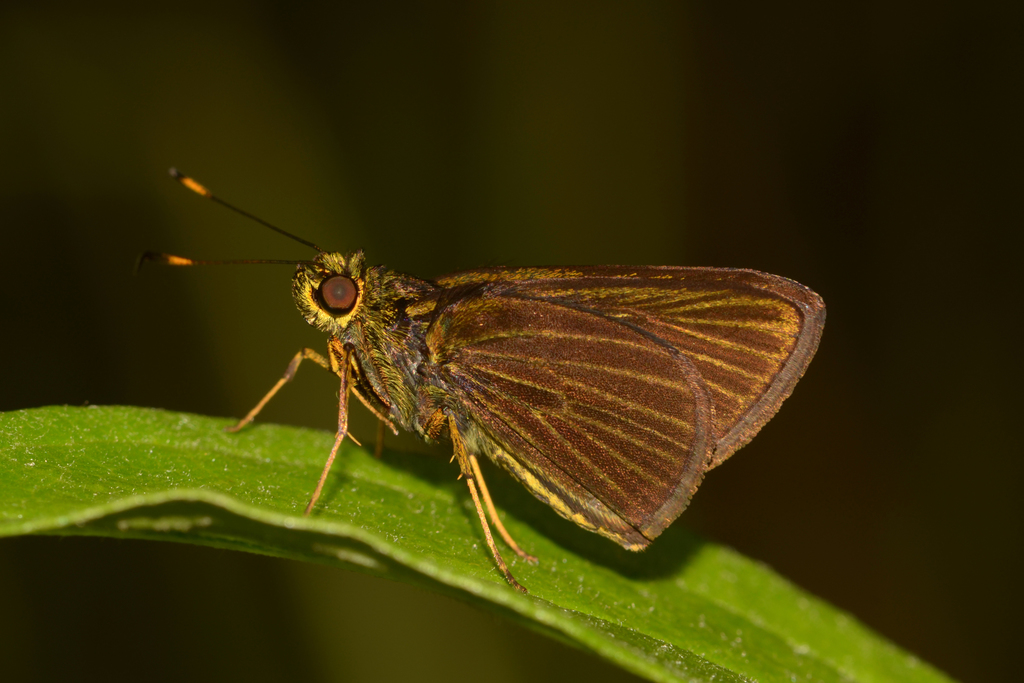 Parphorus felta