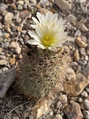 Echinomastus warnockii