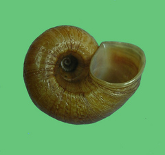 Poteria