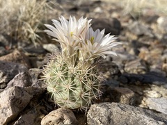 Echinomastus warnockii