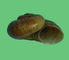 Poteria