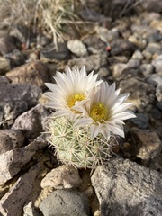 Echinomastus warnockii