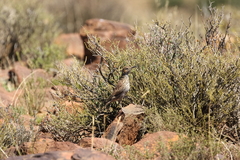 Certhilauda subcoronata