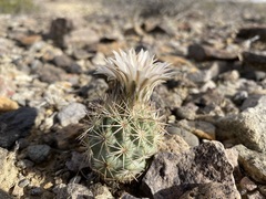 Echinomastus warnockii