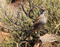 Certhilauda subcoronata