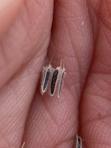 Image of Laphamia vaseyi by (c) Matt Berger, some rights reserved (CC BY)
