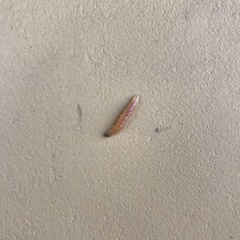 Lepidoptera