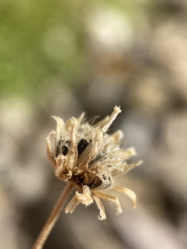 Image of Laphamia vaseyi by (c) Matt Berger, some rights reserved (CC BY)