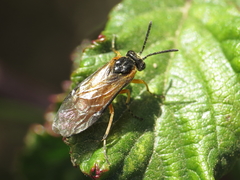 Athalia cordata