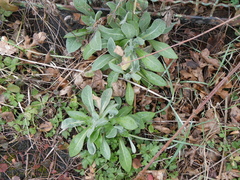 Silene coronaria