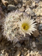 Echinomastus warnockii