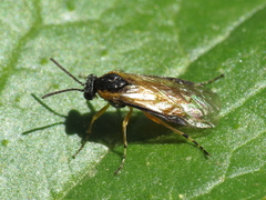 Athalia cordata