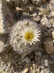 Echinomastus warnockii