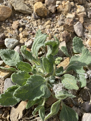 Image of Psathyrotopsis scaposa by (c) Matt Berger, some rights reserved (CC BY)