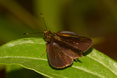 Parphorus felta